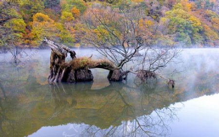 水中树木湖泊风景