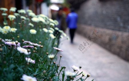 丽江古城路边的花