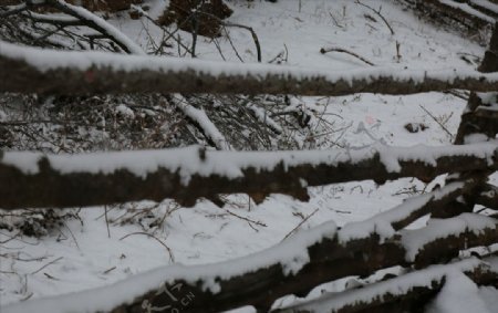 雪遮栅栏和柴垛