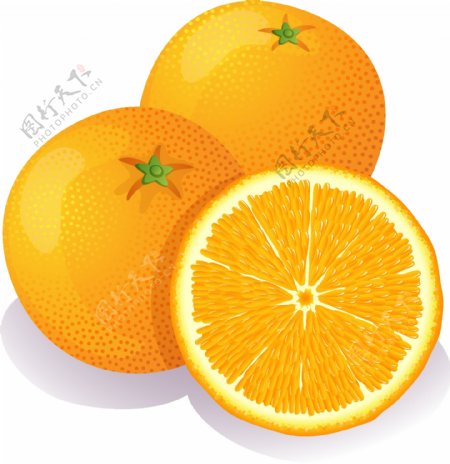 新鲜营养橙子矢量图