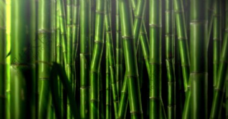 竹林竹子循环