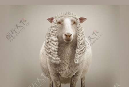 美羊羊