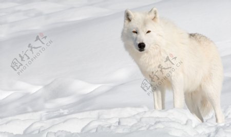 白色雪地野狼