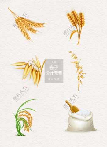 金色麦子麦穗设计元素