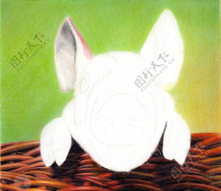 彩铅超写实绘画过程小花猪