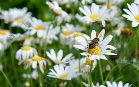 蜜蜂amp雏菊