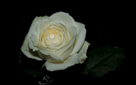 白色玫瑰鲜花