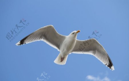 高空飞翔海鸥