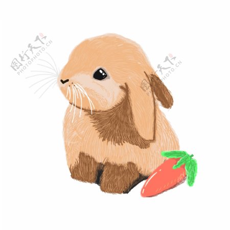 原创可爱手绘动物兔子萝卜插画素材