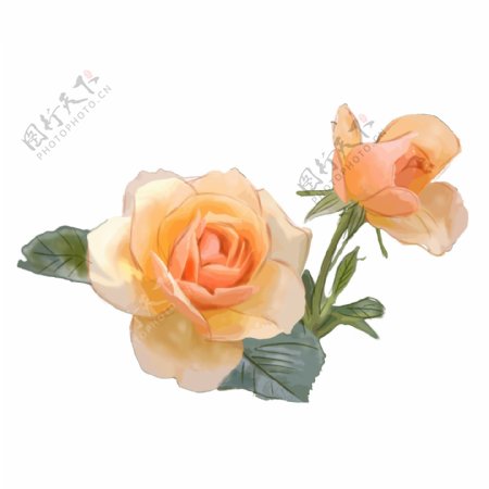黄色玫瑰蔷薇花朵花卉可商用设计元素