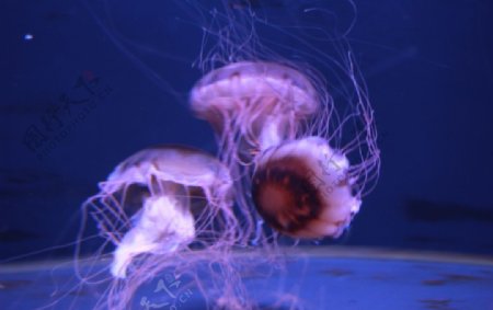 高清水母摄影图