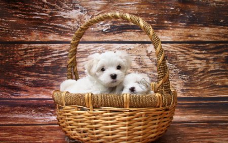 篮子里可爱的小狗