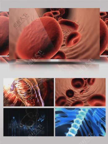 16组医疗科技实验类血液细胞人体骨骼