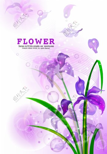 紫色兰花插画