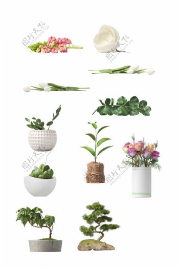 植物背景