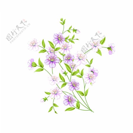 手绘植物紫色兰花可商用