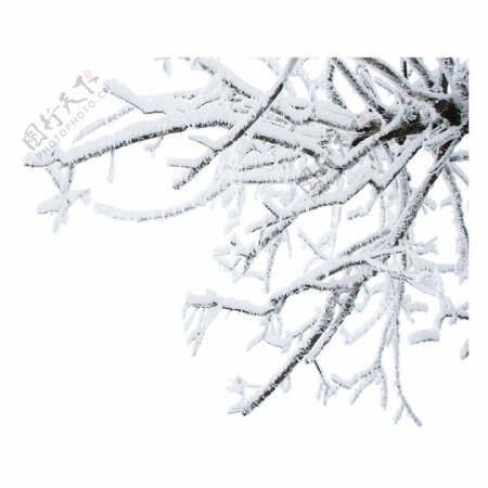 清新冬季树枝卡通透明素材