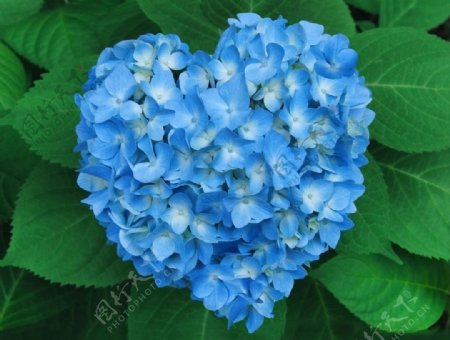 情人节绣球心形符号天蓝色花卉