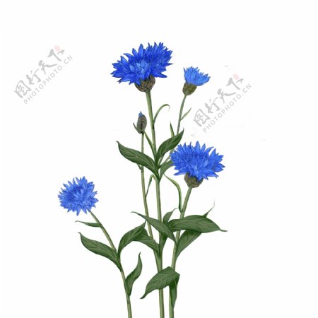 植物小清新花卉蓝色车矢菊花朵野花免抠手绘