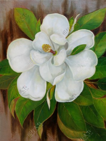 油画白色花朵