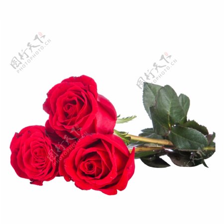 红色创意玫瑰花元素