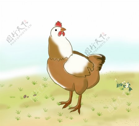 草地上玩耍的母鸡
