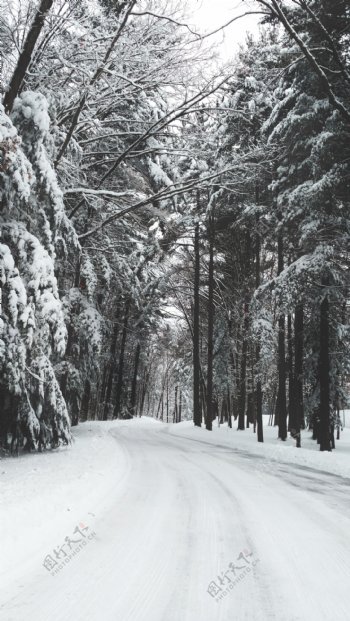 雪原林海