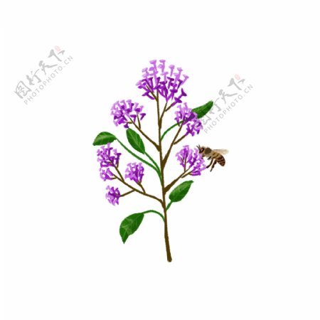 春天紫色小花树枝和小蜜蜂PNG