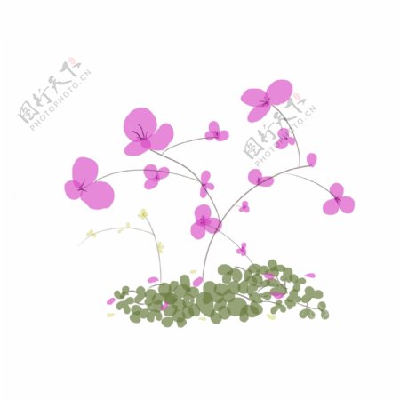 植物蝴蝶兰粉色花绿叶手绘