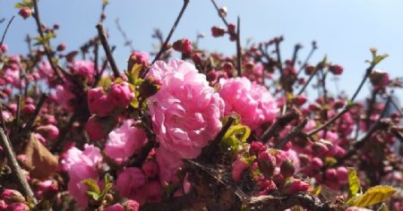 兰州春天路边实拍榆叶梅开花