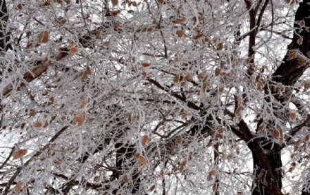 雪中树木