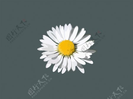 一朵白色小菊花矢量