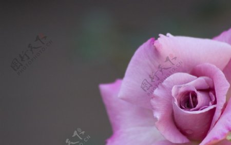 紫色的玫瑰花