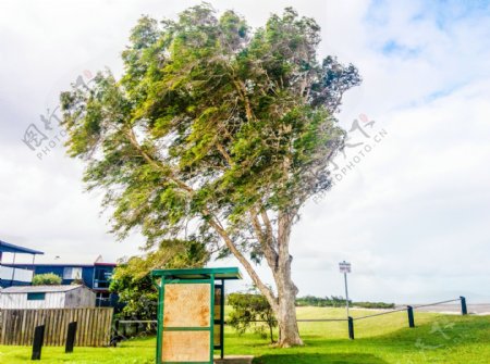 澳洲草地上巨大的树木和公交车站
