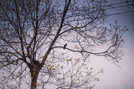 大树上的鸟商用摄影