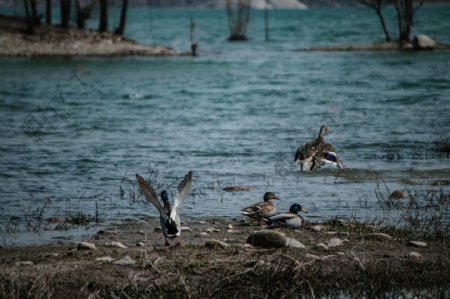 河边池塘的一群鸭子
