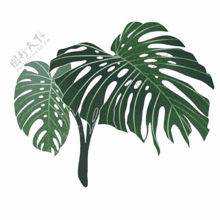 热带植物树叶