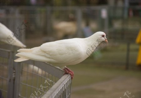 站在栏杆上的白色鸽子