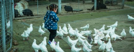 小女孩与一群鸽子