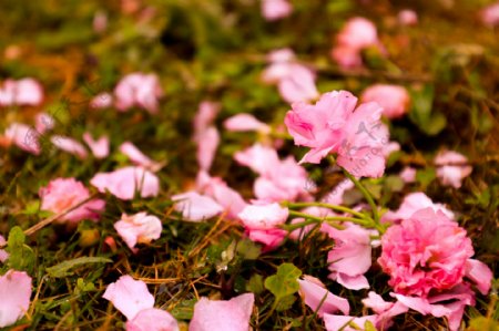 春天粉色山茶花摄影免费下载粉色花朵