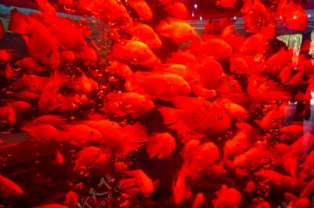 水族箱里面一群红色鱼