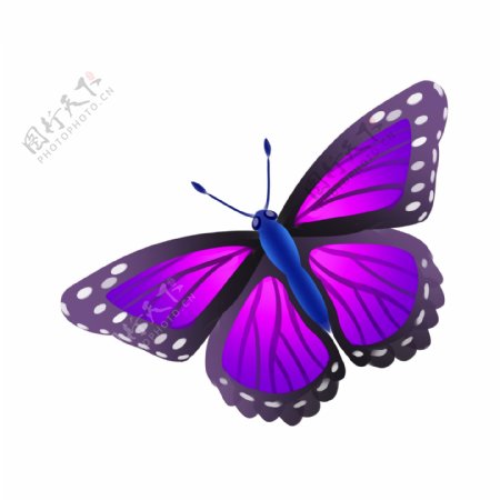 紫色蝴蝶动物插画