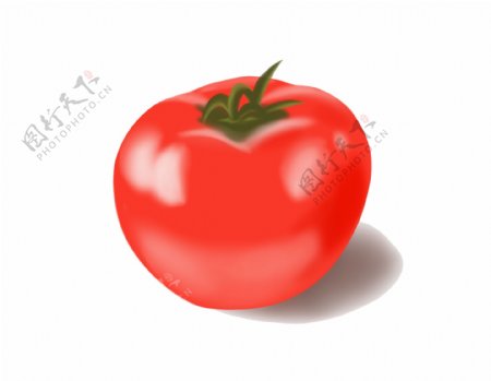 手绘蔬菜西红柿矢量图