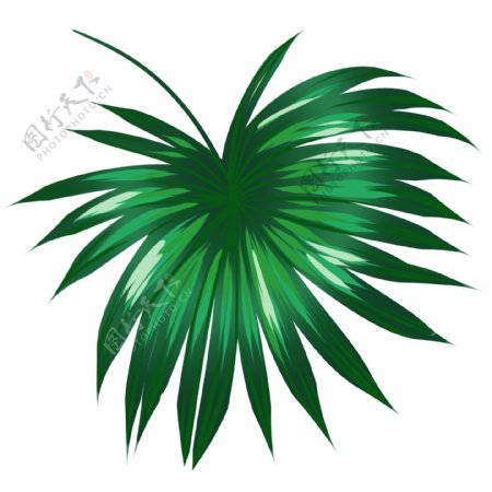 创意热带植物绿叶插图