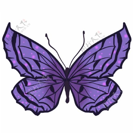 亮紫黑色蝴蝶