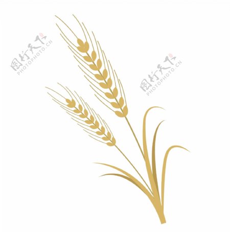 黄色农作物麦子