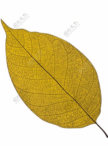 金黄色纹理树叶