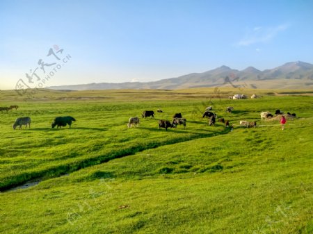 新疆喀纳斯草原牧场风光