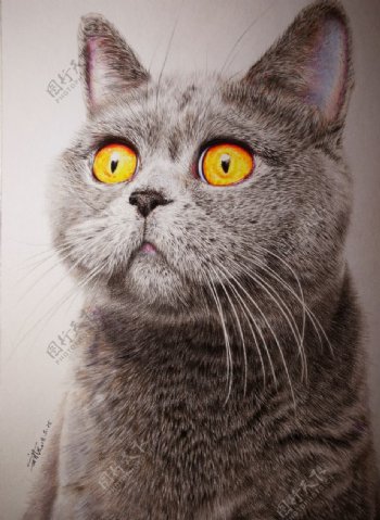 彩铅猫