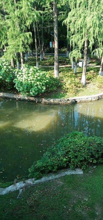 公园绿树池塘水渠